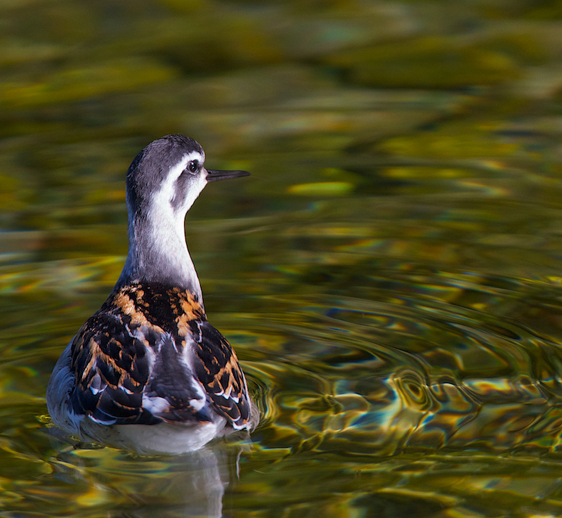 Le bal des phalaropes