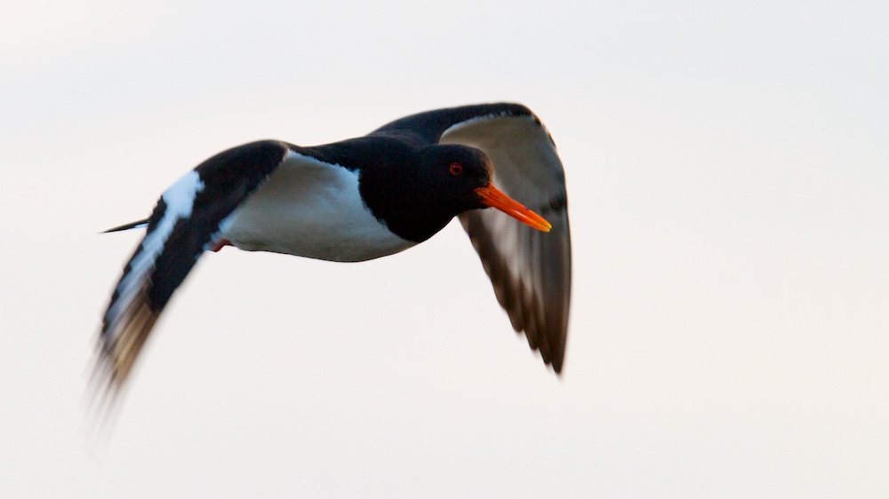 huitrier-pie, oiseaux, Islande