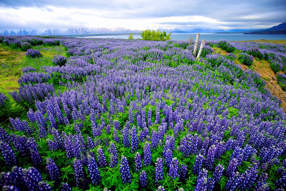 Mon petit dictionnaire illustré de l’Islande : Lettre L, des labbes aux lupins
