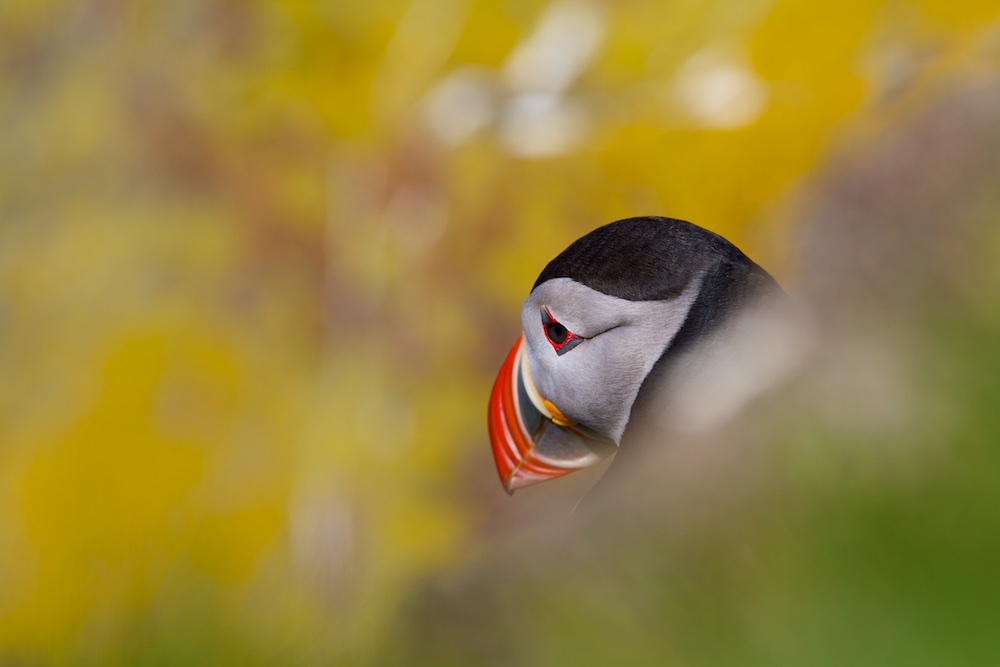 Macareux moine, Islande, oiseaux