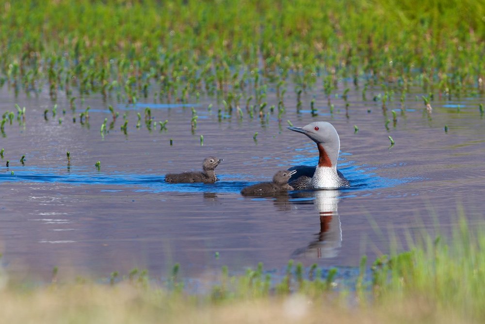 Plongeon, poussins, oiseaux, Islande