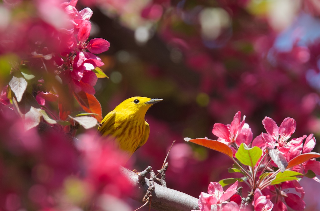 Paruline jaune, ornithologie, oiseaux, Montreal, Quebec, Canada, faune, voyages