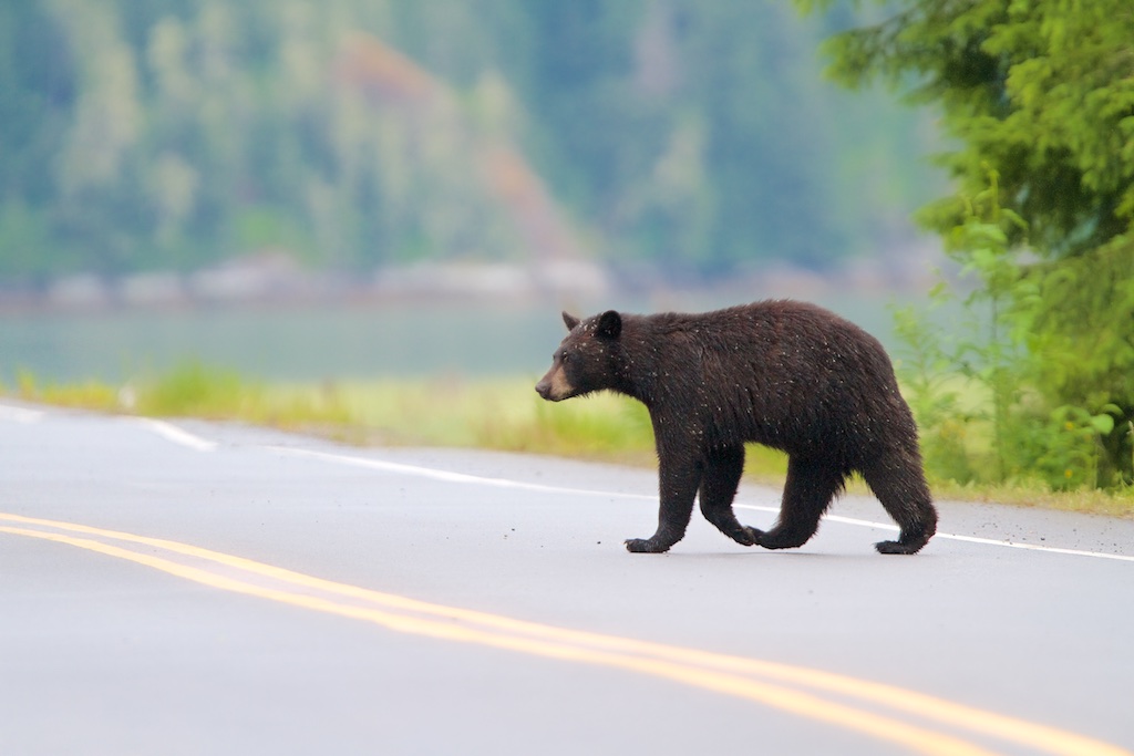 ours noir, black bear, faune, nature, Alaska, USA