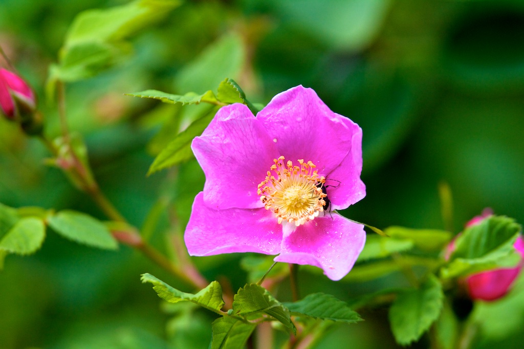 Rosier arctique, Colombie britannique, Canada, nature, flore