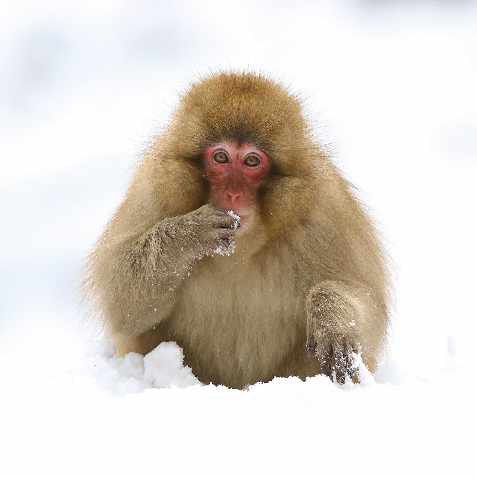 Parenthèse japonaise : Rencontres naturalistes au cœur de Honshū